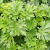 100 Pink CHINESE MOTHERWORT Leonurus Japonicus Siberian Honey Herb Flower Seeds