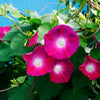 50 SCARLET O'Hara MORNING GLORY Red Ipomoea Nil Flower Vine Seeds