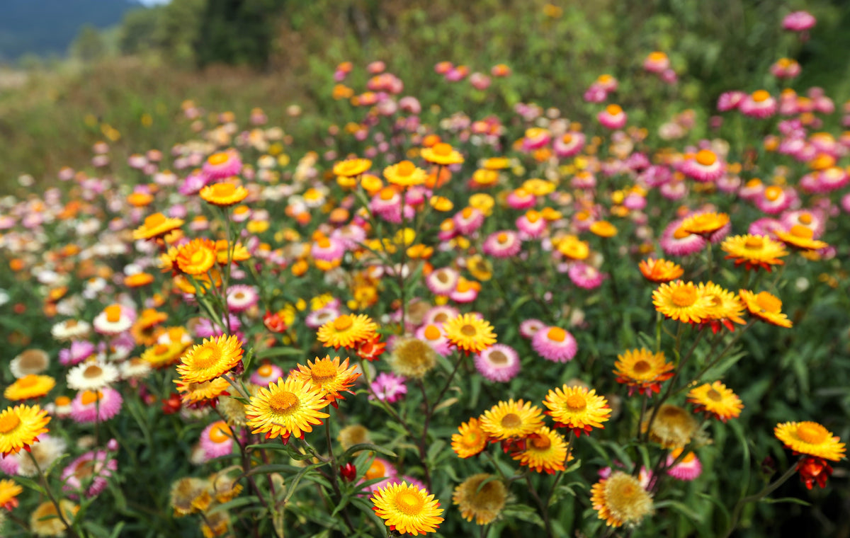 Tall Double Mixed Colors Strawflower Helichrysum Monstrosum Flower Seeds – photo 5