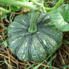 20 MINI MIX PUMPKIN Miniature Cucurbita Pepo White Green Orange Striped Vegetable Seeds