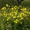 50 LEMON QUEEN SUNFLOWER Perennial Helianthus Yellow Flower Seeds