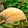 25 MAMMOTH GOLD PUMPKIN Cucurbita Maxima Carving Pie Vegetable Seeds