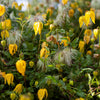 10 Yellow CLEMATIS RADAR LOVE Vine Climber Clematis Tangutica Flower Seeds
