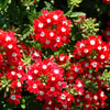 100 MIXED COLORS VERBENA Hybrida Compacta Flower Seeds