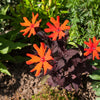 25 VESUVIUS CAMPION Red Orange Lychnis Arkwrightii Catchfly Flower Seeds