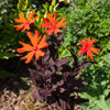 25 VESUVIUS CAMPION Red Orange Lychnis Arkwrightii Catchfly Flower Seeds