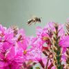 1000 PINK WINGED LOOSESTRIFE Lythrum Alatum Flower Seeds