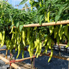200 HEIRLOOM BANANA Pepper Sweet Yellow Hungarian Capsicum Annuum Vegetable Seed