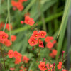 50 SCARLET MASK FLOWER Hummingbird Plant Red Alonsoa Warscewiczii Seeds