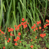 50 SCARLET MASK FLOWER Hummingbird Plant Red Alonsoa Warscewiczii Seeds