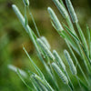 500 DERBY TIMOTHY GRASS Ornamental Phleum Pratense Seeds