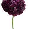 Black Peony Poppy Seeds – Papaver Peoniflorum Flower – photo 7