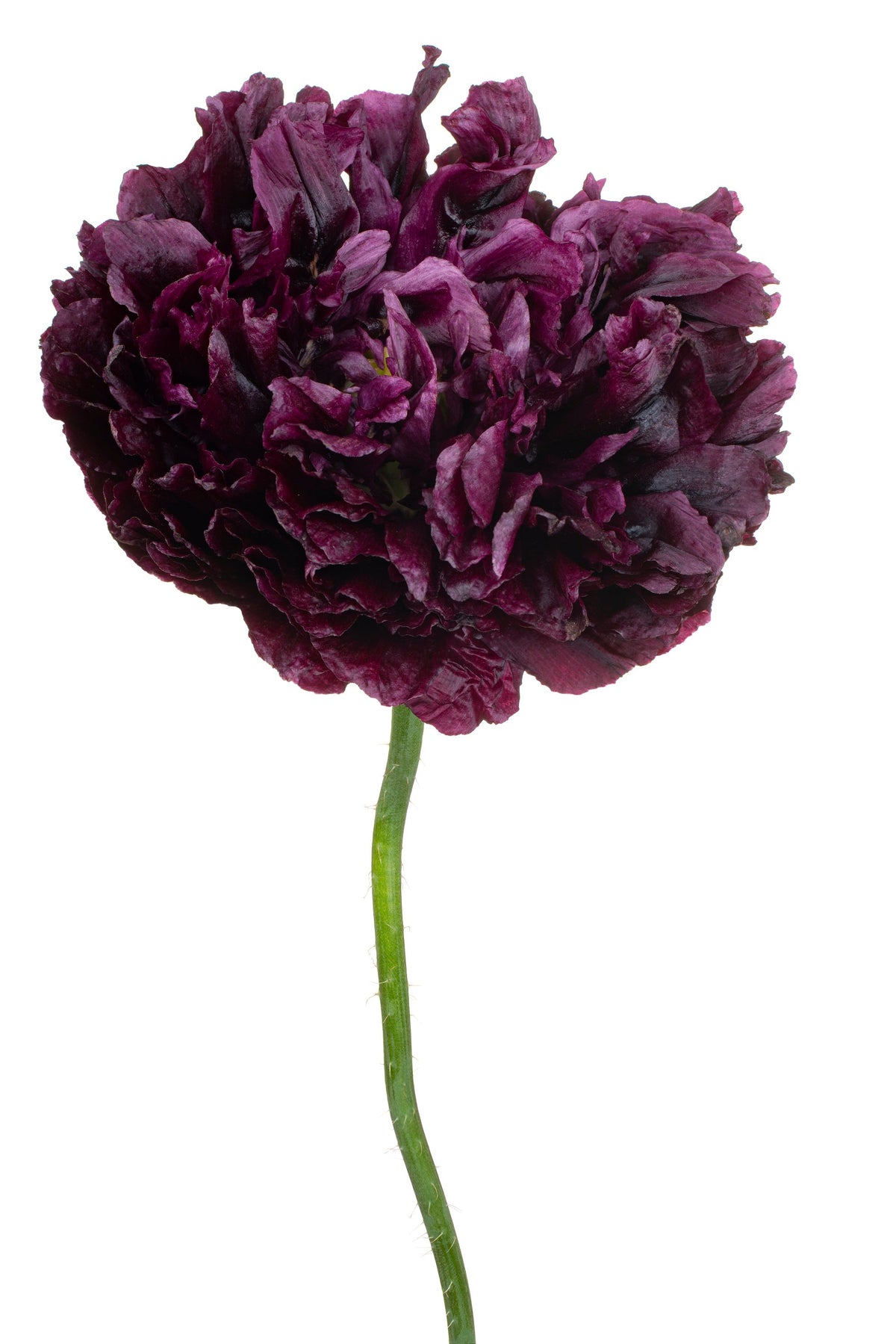 Black Peony Poppy Seeds – Papaver Peoniflorum Flower – photo 7