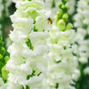 250 WHITE SNOWFLAKE SNAPDRAGON Antirrhinum Majus Flower Seeds