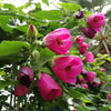 30 Mixed Colors FLOWERING MAPLE (Chinese Bell Flower) Abutilon Hybridum Shrub Bush Small Tree Seeds