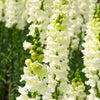 250 WHITE SNOWFLAKE SNAPDRAGON Antirrhinum Majus Flower Seeds