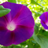 100 GRANDPA OTT MORNING GLORY Ipomoea Purpurea Flower Vine Seeds