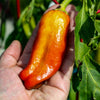 Cubanelle Pepper Seeds – (Italian Sweets / Banana Pepper / Italian Frying Pepper) Capsicum Annuum Vegetable – photo 5