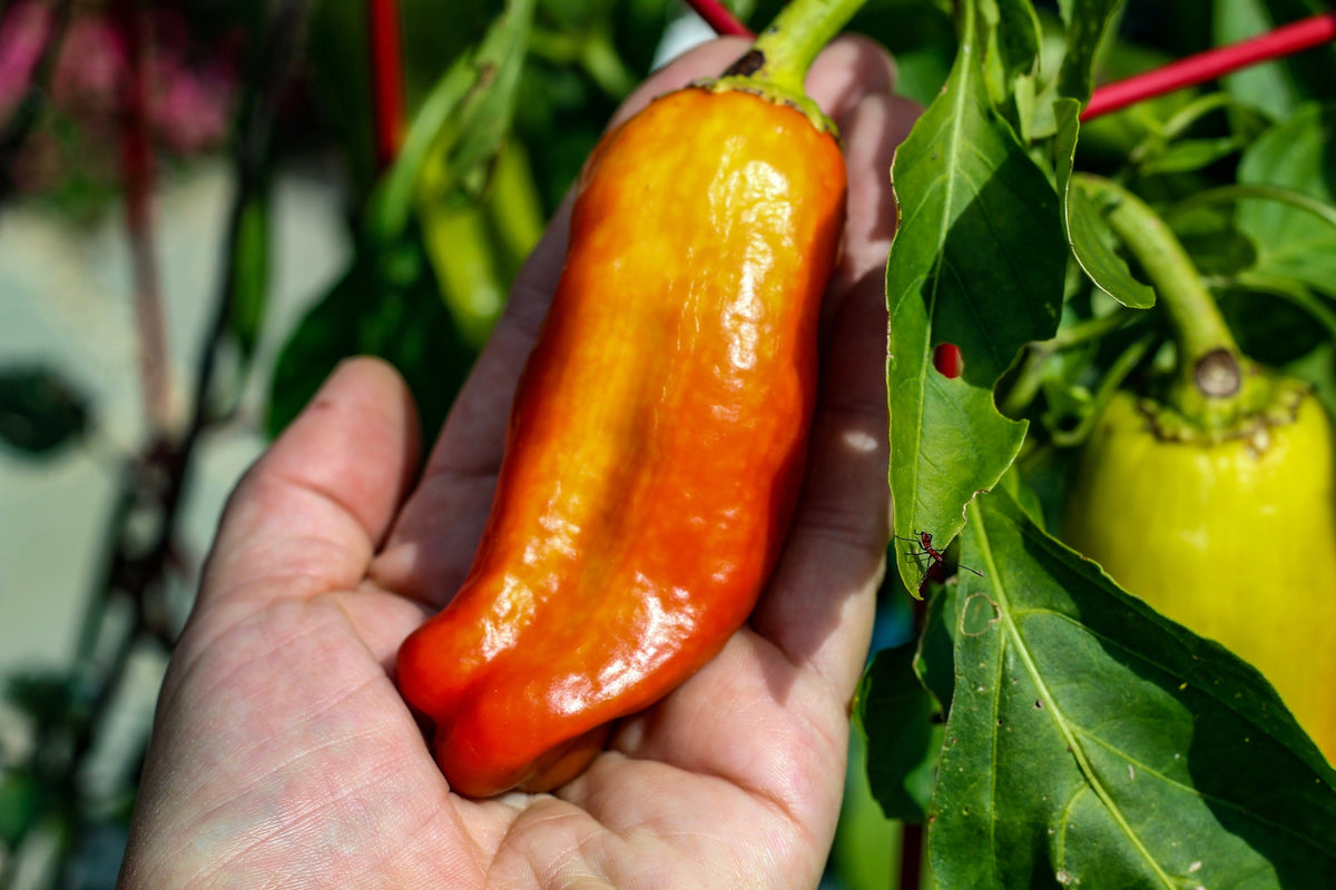 Cubanelle Pepper Seeds – (Italian Sweets / Banana Pepper / Italian Frying Pepper) Capsicum Annuum Vegetable – photo 5