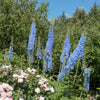350 Blue with Pink ROCKET LARKSPUR DELPHINIUM Consolida Ajacis Seeds