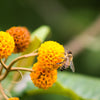 10 ORANGE BALL TREE / Golden Butterfly Bush Buddleja Globosa Shrub Flower Seeds