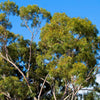 50 LEMON SCENTED EUCALYPTUS Citriodora Tree aka Lemon Bush & Spotted Gum - Colorful Bark White Flower Tree Seeds