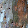 50 LEMON SCENTED EUCALYPTUS Citriodora Tree aka Lemon Bush & Spotted Gum - Colorful Bark White Flower Tree Seeds