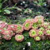 10 CARNIVOROUS SUNDEW PLANT Drosera Flower Seeds