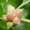 50 INDIAN GINSENG Withania Somnifera Ashwaganda Herb Flower Seeds