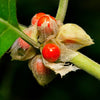 50 INDIAN GINSENG Withania Somnifera Ashwaganda Herb Flower Seeds