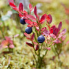 20 Common BILBERRY Fruit Shrub European Blueberry Vaccinium Myrtillus Seeds