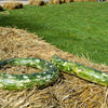 Snake Gourd Seeds – Multicolored Craft Gourd Lagenaria Siceraria Vine
