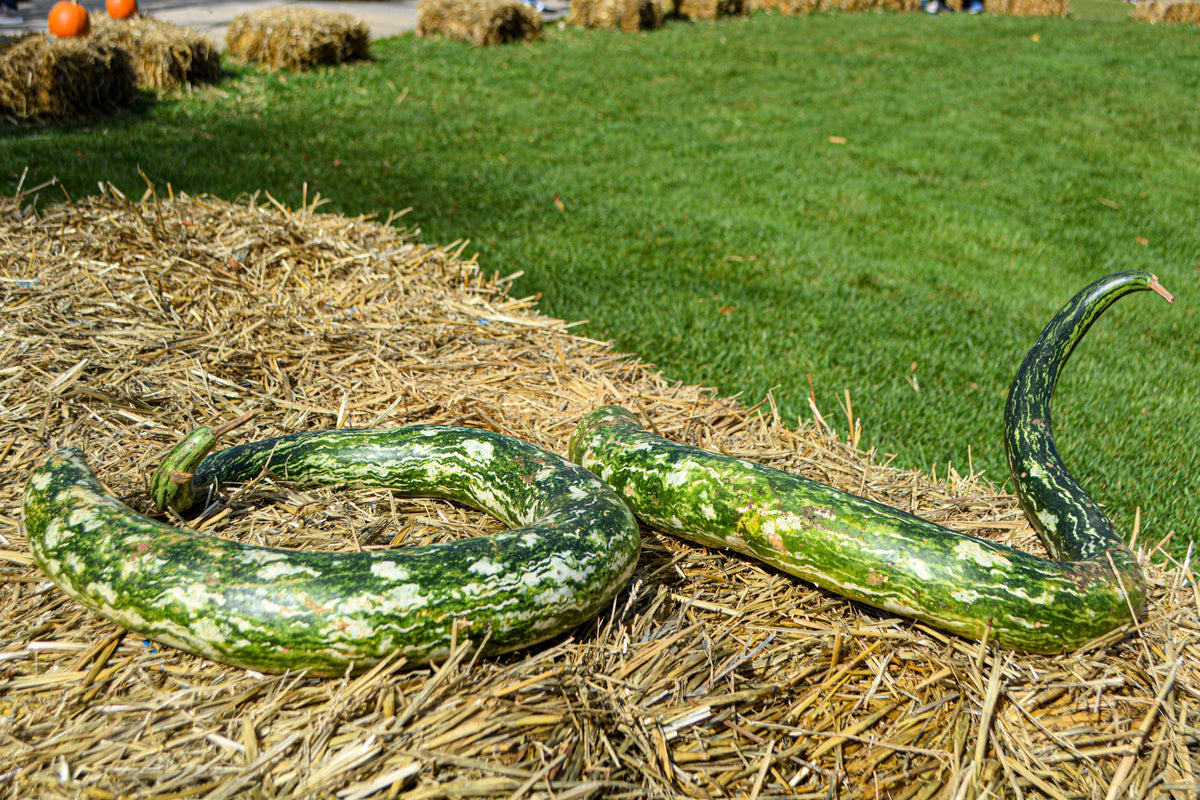Snake Gourd Seeds – Multicolored Craft Gourd Lagenaria Siceraria Vine