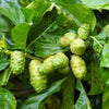 20 NONI Cheese Fruit Great Morinda Citrifolia Indian Beach Mulberry Shrub Tree Seeds