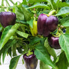 Purple Beauty Pepper Seeds – ( Sweet Mild Bell ) Capsicum Annuum Vegetable – photo 2