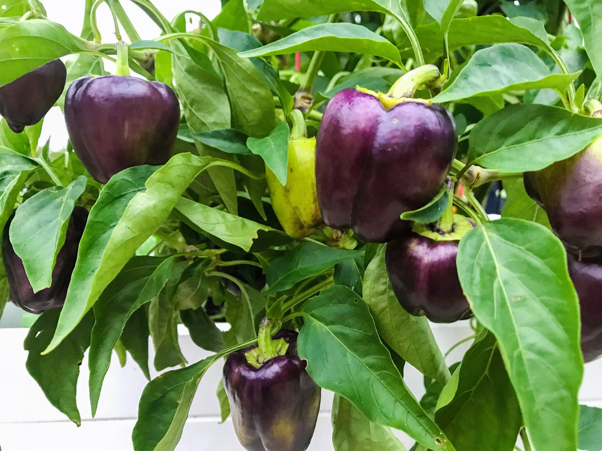 Purple Beauty Pepper Seeds – ( Sweet Mild Bell ) Capsicum Annuum Vegetable – photo 2