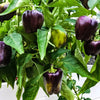 Purple Beauty Pepper Seeds – ( Sweet Mild Bell ) Capsicum Annuum Vegetable – photo 3