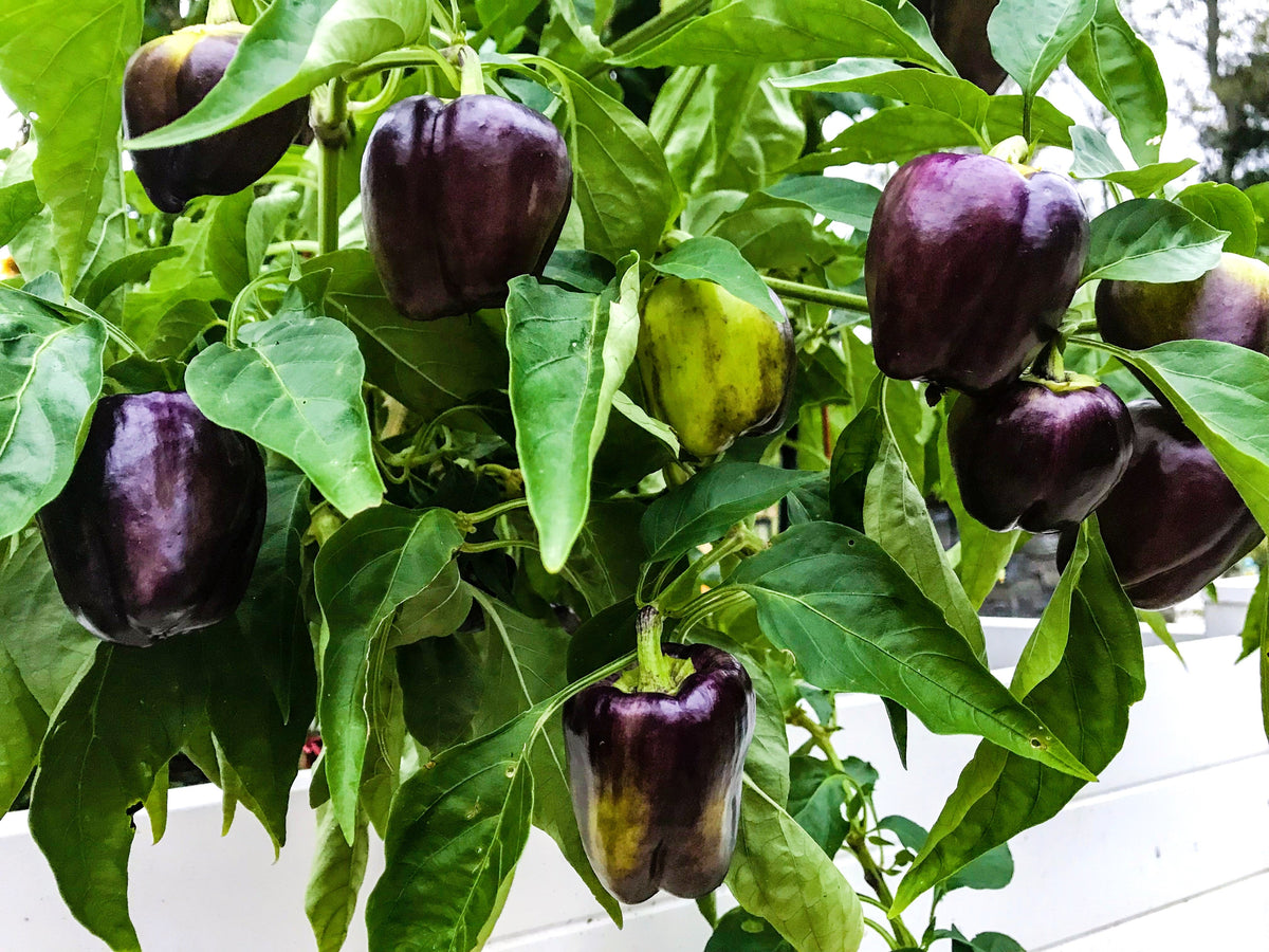Purple Beauty Pepper Seeds – ( Sweet Mild Bell ) Capsicum Annuum Vegetable – photo 3