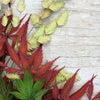 Northern Sea Oats Seeds – Grass Inland Chasmanthium – photo 10