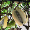 Chocolate Vine Seeds – Edible Fruit Akebia Trifoliata Flower Ornamental Climber – photo 7