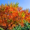 30 FLAMELEAF SUMAC TREE Shining Dwarf Winged Rhus Schmaltzia Copallina Seeds