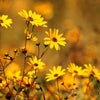 250 MAXIMILIAN (Prairie) SUNFLOWER Helianthus Maximiliani Flower Seeds