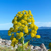 15 GIANT FENNEL Ferula Communis Gigantea Yellow Flower Herb Seeds