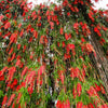 40 CRIMSON BOTTLEBRUSH Callistemon Citrinus Flowering Shrub Bush Small Tree Seeds