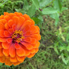 250 ORANGE KING ZINNIA Elegans Flower Seeds