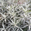 200 PRAIRIE SAGE (Wormwood / Fringed Sagebrush / Sagewort) Artemisia Ludoviciana Flower Seeds