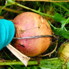 3000 LAURENTIAN RUTABAGA Brassica Napus Vegetable Seeds