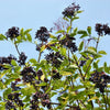 500 BULK American ELDERBERRY Fruit Bush Shrub Tree Sambucus Nigra Canadensis Seeds