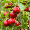 25 PARADISE APPLE Red Delicious Common Malus Pumila Domestica Fruit Tree Seeds