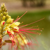 5 DESERT BIRD OF PARADISE Shrub Caesalpinia Gilliesii Poinciana Red & Yellow Flower Seeds